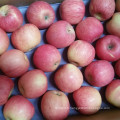 Factory Supply Fresh Red FUJI Apple